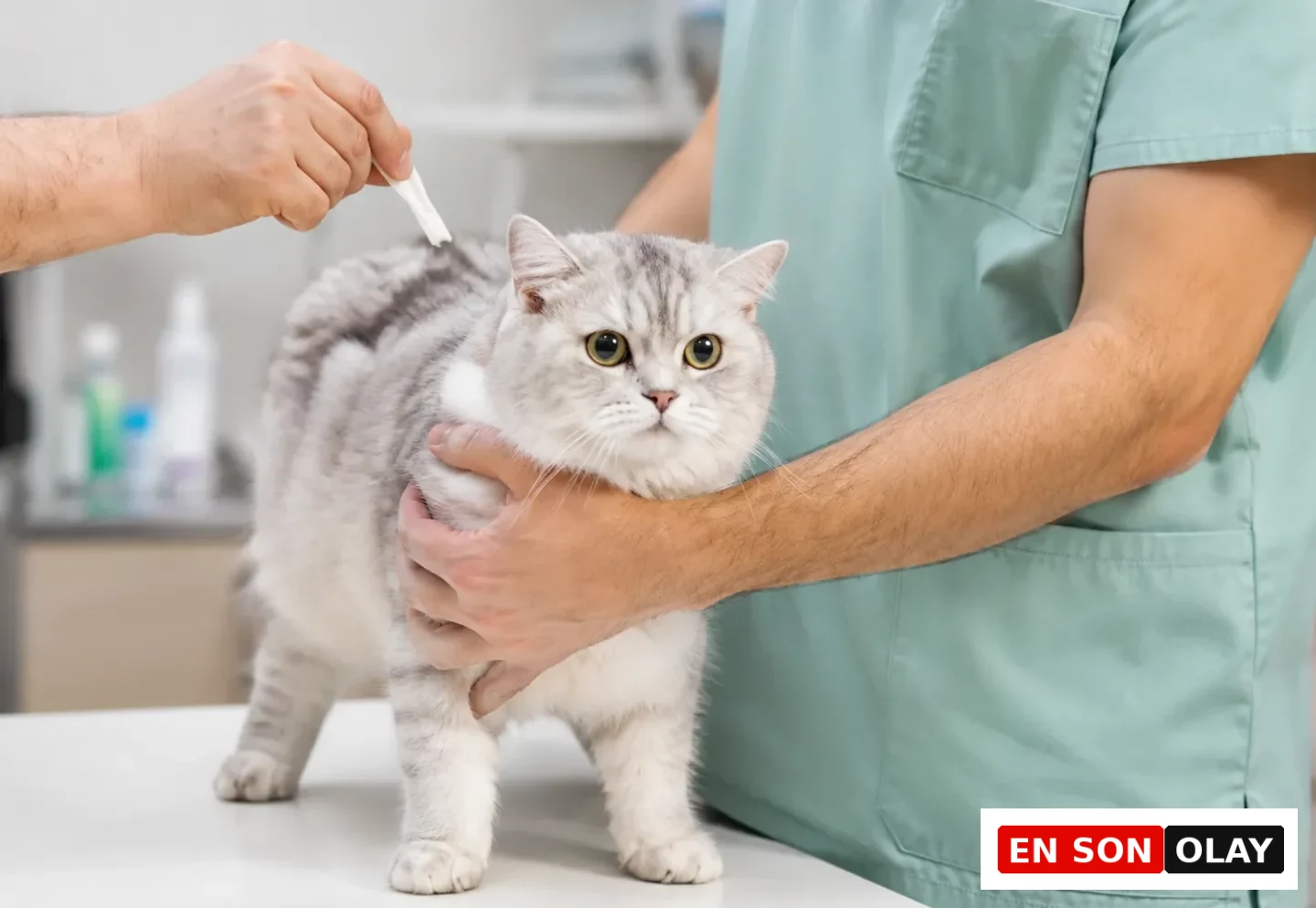 Veteriner kliniği ortamında, bir veteriner teknisyeni tarafından nazikçe tutulan gri ve beyaz çizgili bir kediye, başka bir el pire ve diğer dış parazitlere karşı koruma sağlayan ense damlasını dikkatlice uyguluyor.