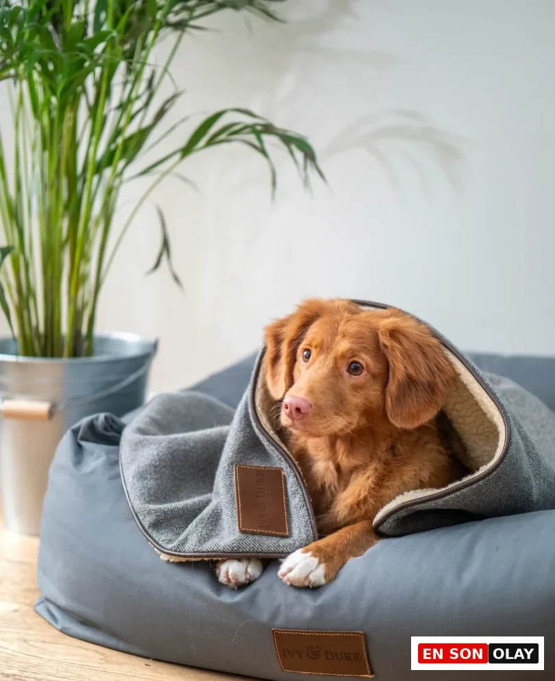 Gri renkli yumuşak bir yatakta, gri bir battaniyeye sarılmış, kahverengi tüyleri ve pembe burnuyla huzurlu görünen sevimli bir köpek yavrusu, evcil hayvanların rahatı ve sağlıklı bir yaşam için düzenli pire temizliği yapılmasının önemini vurguluyor.