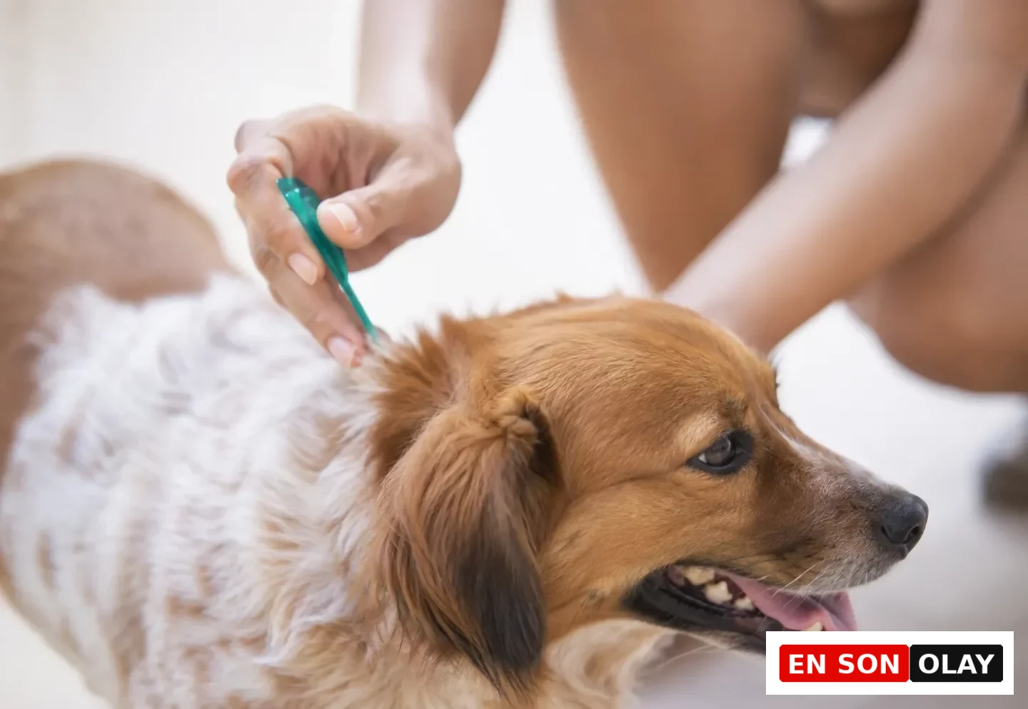 Kahverengi ve beyaz tüylere sahip, ağzı hafif açık, dili dışarıda olan sevimli bir köpeğin boyun bölgesine, bir kişinin eliyle yeşil bir damlalık yardımıyla topikal bir sıvı dikkatlice uygulanıyor.