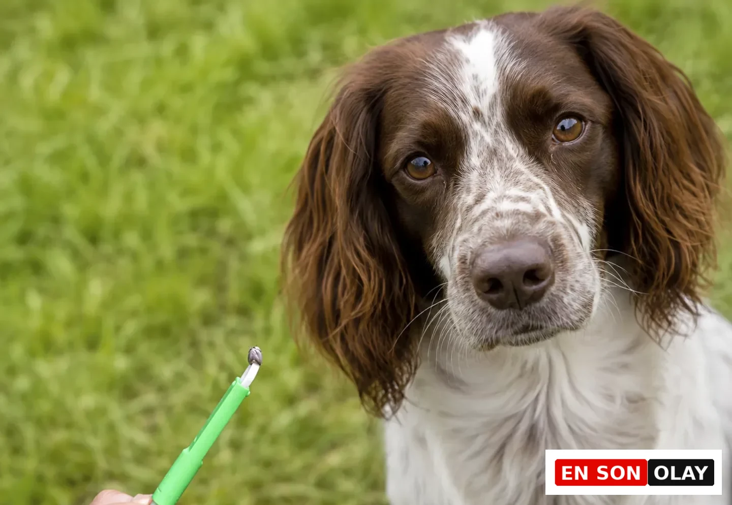 Kahverengi ve beyaz tüyleriyle doğrudan kameraya bakan sevimli bir köpeğin yakın çekiminde, bir elin tuttuğu yeşil kene çıkarma aletinin ucunda, köpeğin üzerinden başarıyla uzaklaştırılmış şişkin bir kene belirgin bir şekilde görülüyor ve kene nasıl çıkarılır konusunda önemli bir ipucu sunuyor.