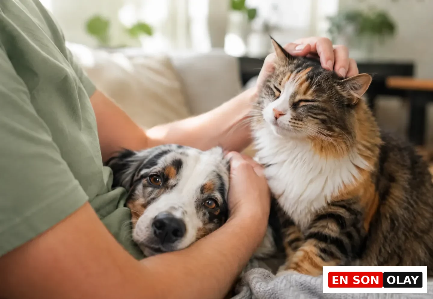 Yeşil tişörtlü bir kişinin kucağında uzanan, merle desenli kürkü ve kahverengi gözleriyle dikkat çeken sakin bir köpek ile başı okşandıkça gözlerini kapatıp mırıldanan çizgili bir kedi, çok hayvanlı evdeki huzurlu ve sevgi dolu anı yansıtıyor.