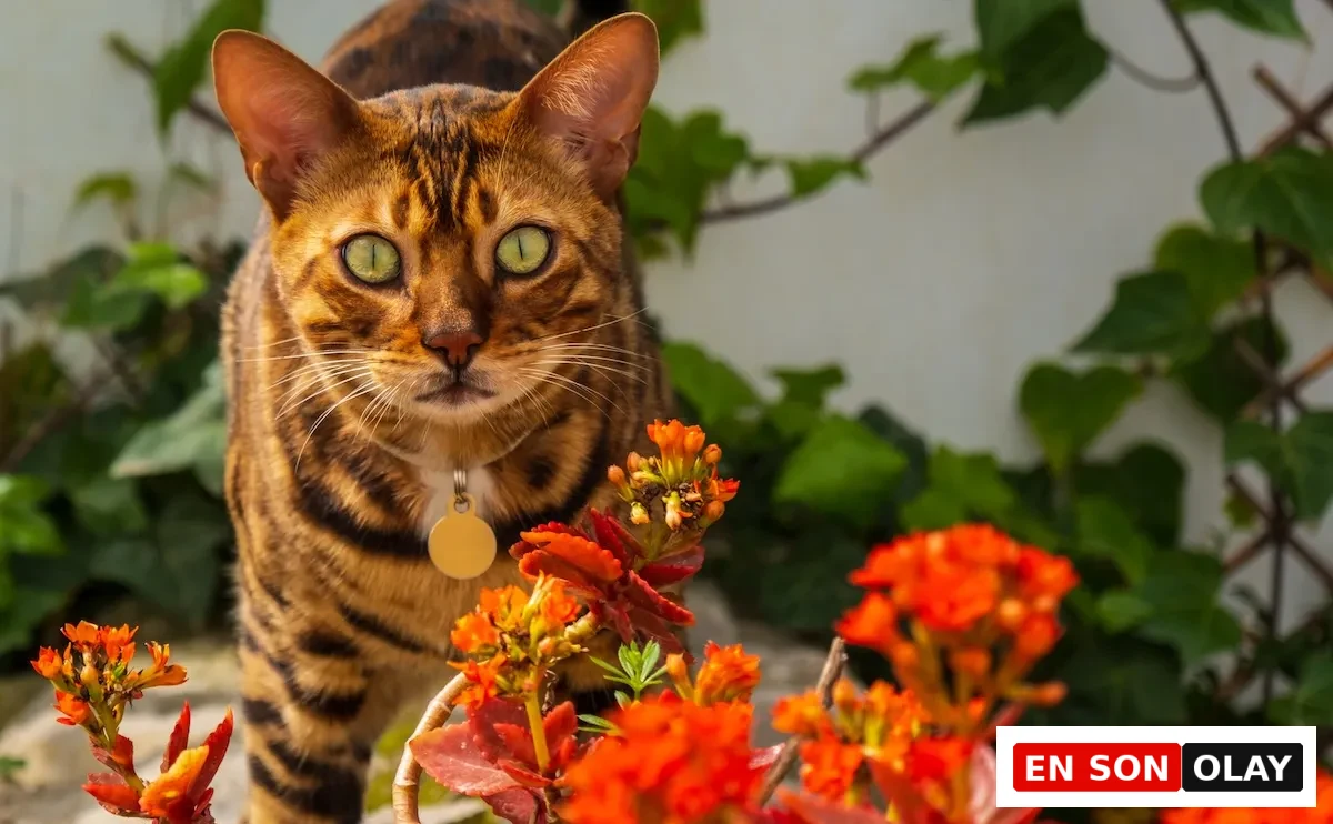 Kedilere zehirli bitkiler arasında yer alan turuncu kalanşo çiçeklerinin önünde duran yeşil gözlü Bengal kedisi.