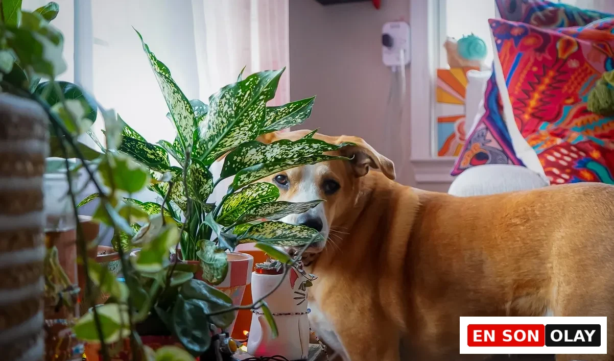 Açık kahverengi, sevimli bir köpek, büyük ve dikkat çekici alacalı yapraklara sahip bir Dieffenbachia bitkisinin arkasından merakla bakarken, diğer ev bitkileri ve renkli dekorasyon öğeleriyle dolu sıcak bir yaşam alanını gösteren bu fotoğraf, evcil hayvanlarla paylaşılan ortamlardaki bitki seçiminin önemini vurguluyor.