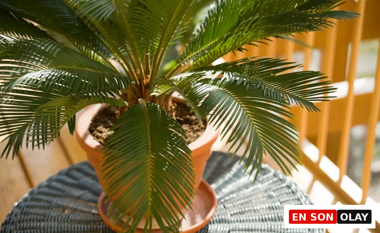 Bir sikas palmiyesi (Cycas revoluta), parlak yeşil ve sert yapraklarıyla kahverengi toprak saksıda, güneş ışığının vurduğu koyu renk örgülü bir dış mekan masası üzerinde konumlanmış, bu dayanıklı bitkinin estetik görünümünü sergiliyor.