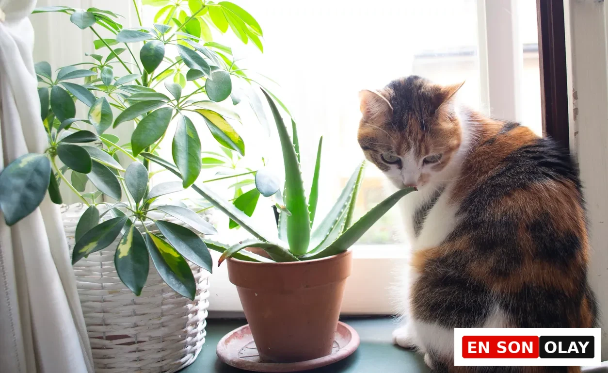 Pencere pervazında duran alacalı bir kedi, makalede kedi ve köpeklere zehirli türler arasında belirtilen aloe vera bitkisinin kalın yaprağını merakla koklarken veya hafifçe ısırırken, evcil hayvanların salon bitkileriyle olan tehlikeli etkileşimlerini vurguluyor.