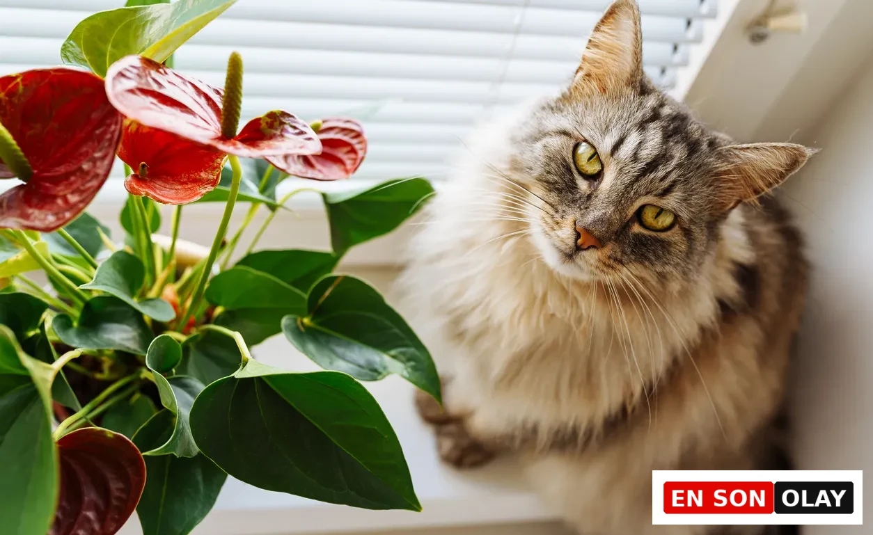 Pencere kenarında oturan, yeşil gözlü, uzun tüylü tekir bir kedi, evcil hayvanlar için zehirli bitkiler arasında sayılan parlak kırmızı flamingo çiçeği (Anthurium) bitkisinin yanında doğrudan kameraya merakla bakıyor.