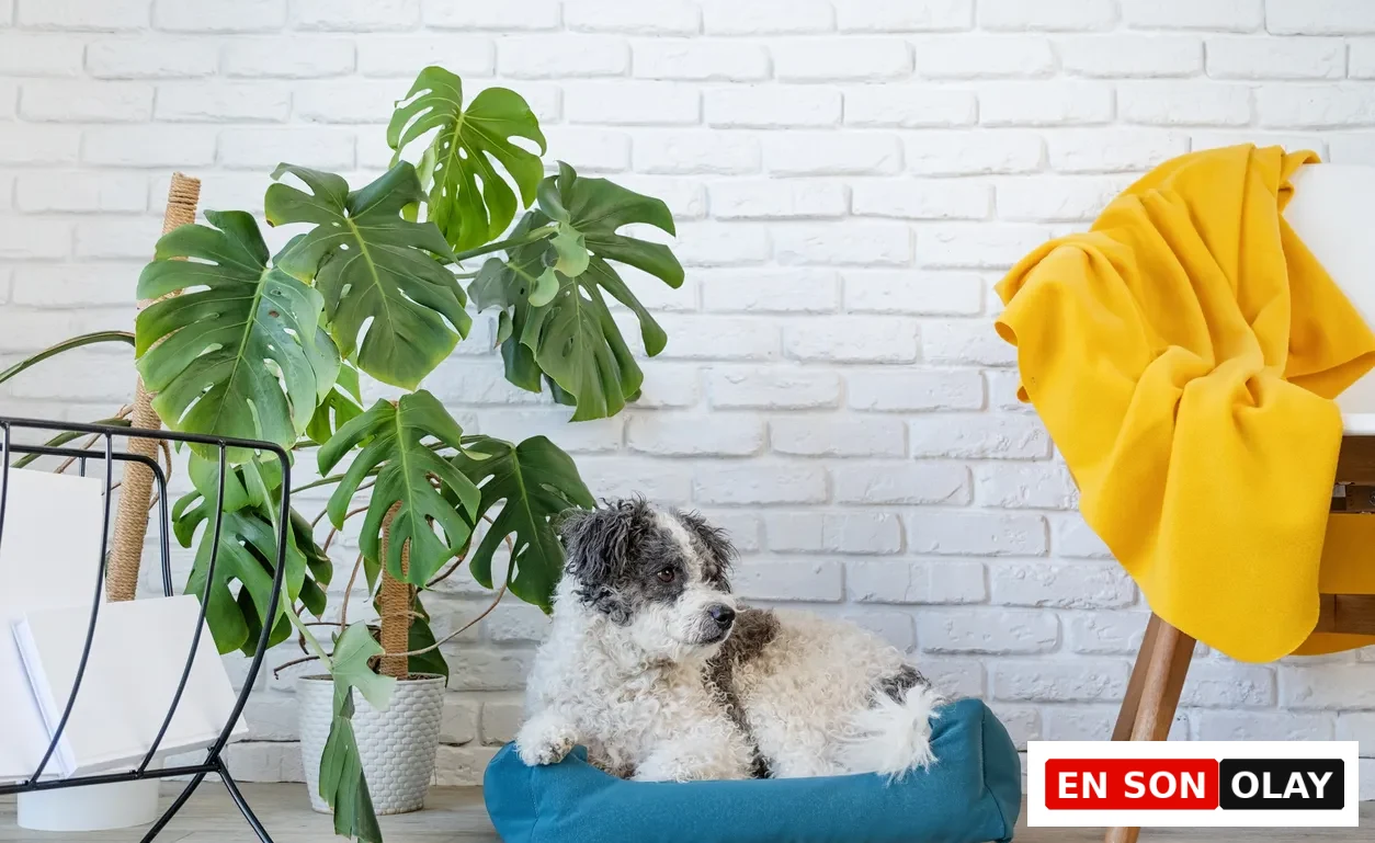 Beyaz tuğla duvar önünde turkuaz yatağında uzanan, beyaz ve gri tüylü, sevimli bir köpek, hemen arkasındaki geniş delikli yapraklı devetabanı salon bitkisiyle, evcil hayvanlar için zehirli türler konusuna dikkat çekiyor.