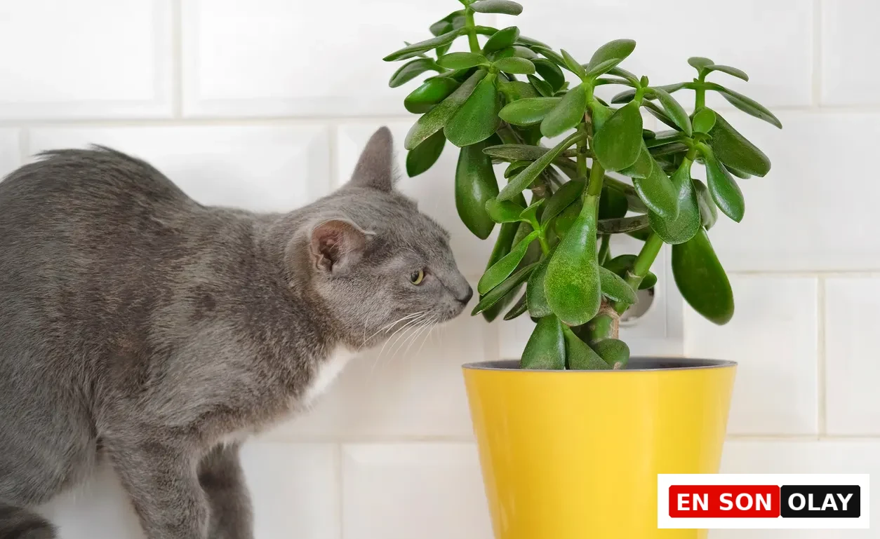 Kedilere zehirli bitkiler arasında yer alan Crassula ovata para bitkisini koklayan gri ve beyaz kedi.