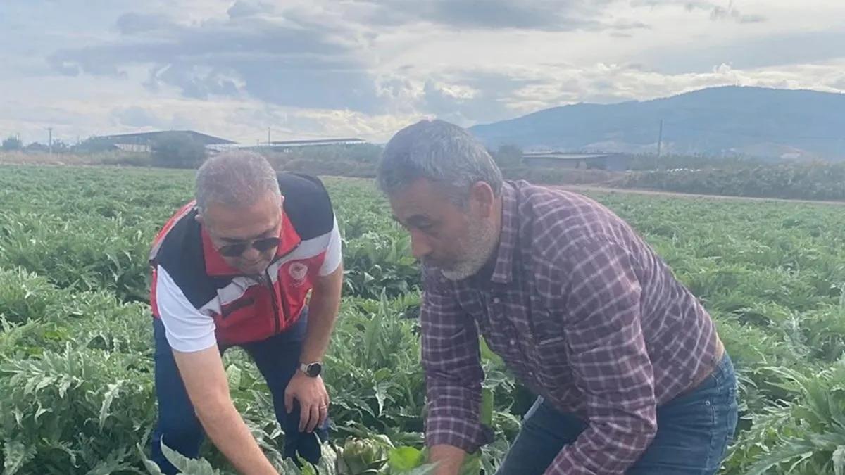 Gölhisar Enginarı'nda hasadına çok az kaldı