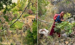 Hakkari’de menengiçler tek tek toplanıyor, gelenek yaşatılıyor