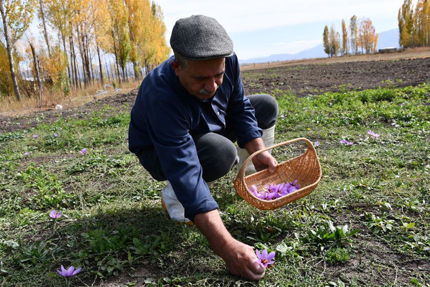 Hakkari’de ilk kez ekildi, kilosu 950 bin lira!