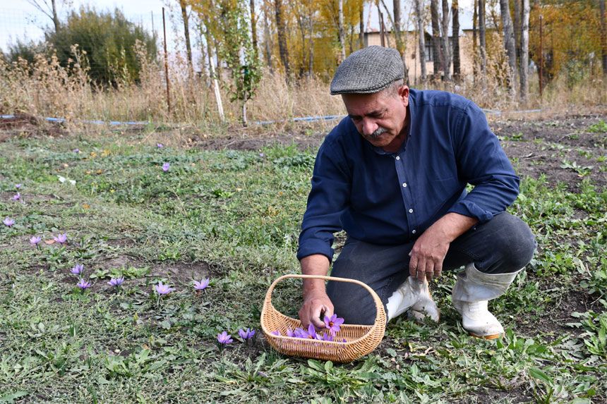 Hakkari’de ilk kez ekildi, kilosu 950 bin lira!