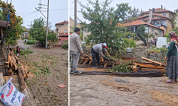 Kaldırım yapmak için ağaçları kestiler! Mahalleli tepkili