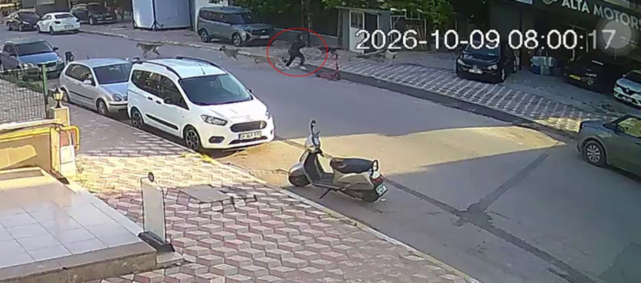 Hatayda başıboş köpekler okula giden çocuğa saldırdı
