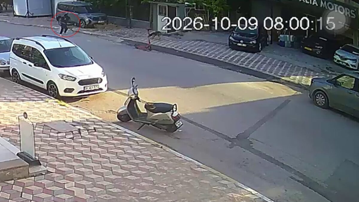 Hatay'da başıboş köpekler okula giden çocuğa saldırdı