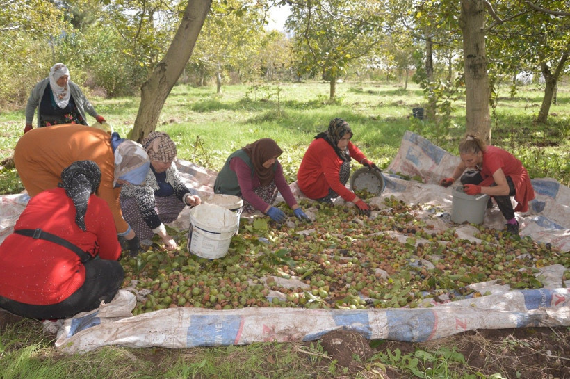 Kabuğunu kıran altına ulaşıyor: Hasadı başladı, kilosu 250 lirayı bulacak - Resim: 9