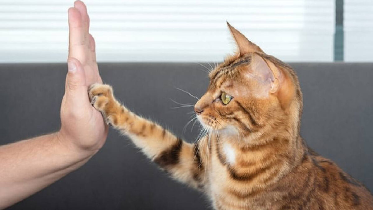 Kediceyi ne kadar biliyorsunuz? 4 soruluk testi çözün ve seviyenizi hemen öğrenin!
