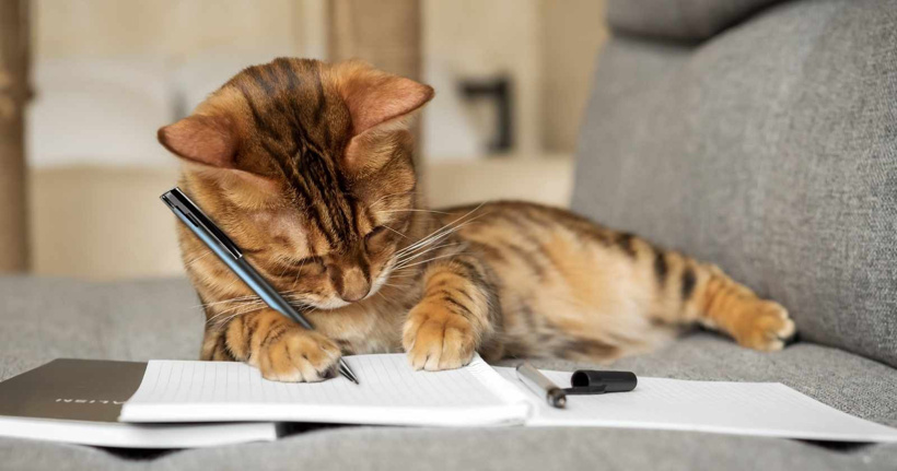 Kediceyi ne kadar biliyorsunuz? 4 soruluk testi çözün ve seviyenizi hemen öğrenin! - Fotoğraf: 3