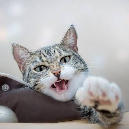 Kediceyi ne kadar biliyorsunuz? 4 soruluk testi çözün ve seviyenizi hemen öğrenin! - Fotoğraf: 6