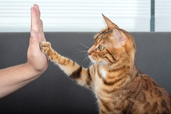 Kediceyi ne kadar biliyorsunuz? 4 soruluk testi çözün ve seviyenizi hemen öğrenin! - Fotoğraf: 9