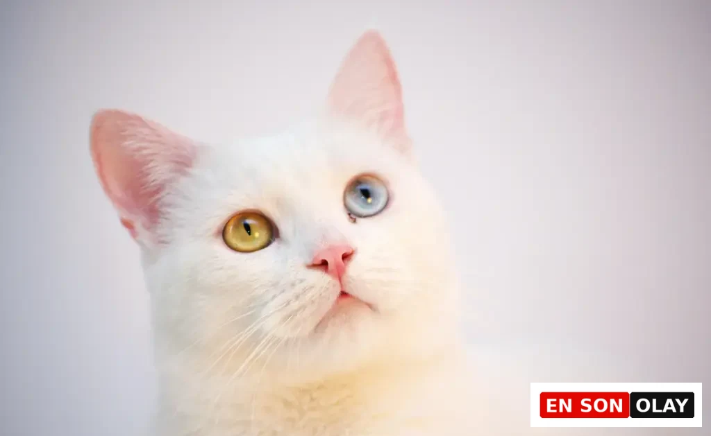 Heterokromi göz rengine sahip beyaz tüyleriyle dikkat çeken ev kedisi – kedi tüyü yutmak zararlı mı?