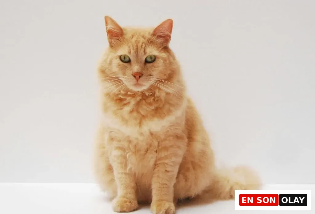 Uzun tüyleriyle dikkat çeken sarı kedi beyaz arka planda gururlu bir pozla dik şekilde oturuyor.