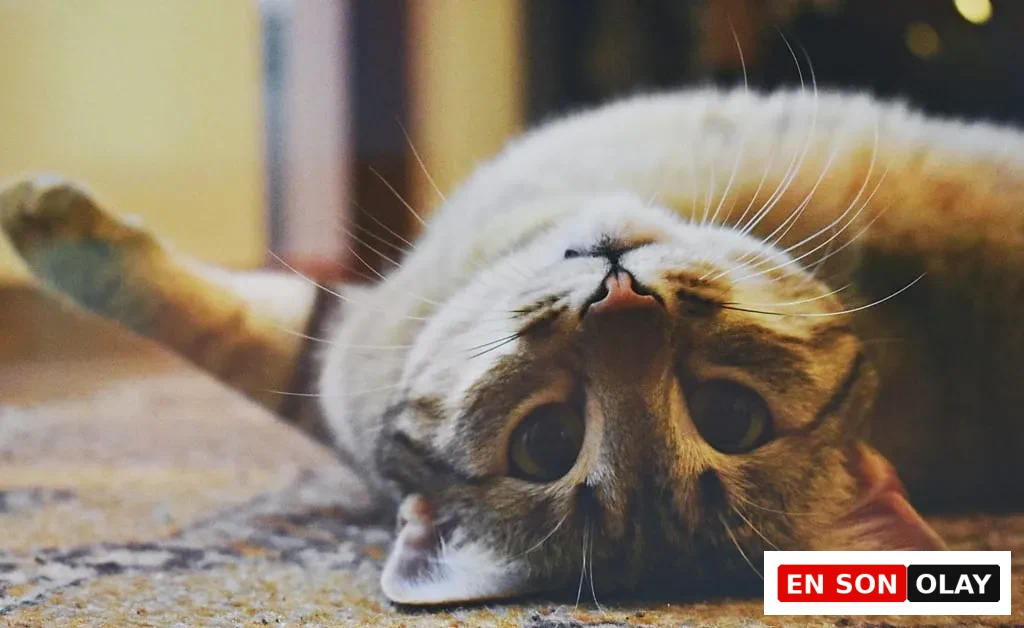 Halının üzerinde yuvarlanmış şekilde baş aşağı duran tekir kedi, oyuncu ve sevecen bir ifade sergiliyor.