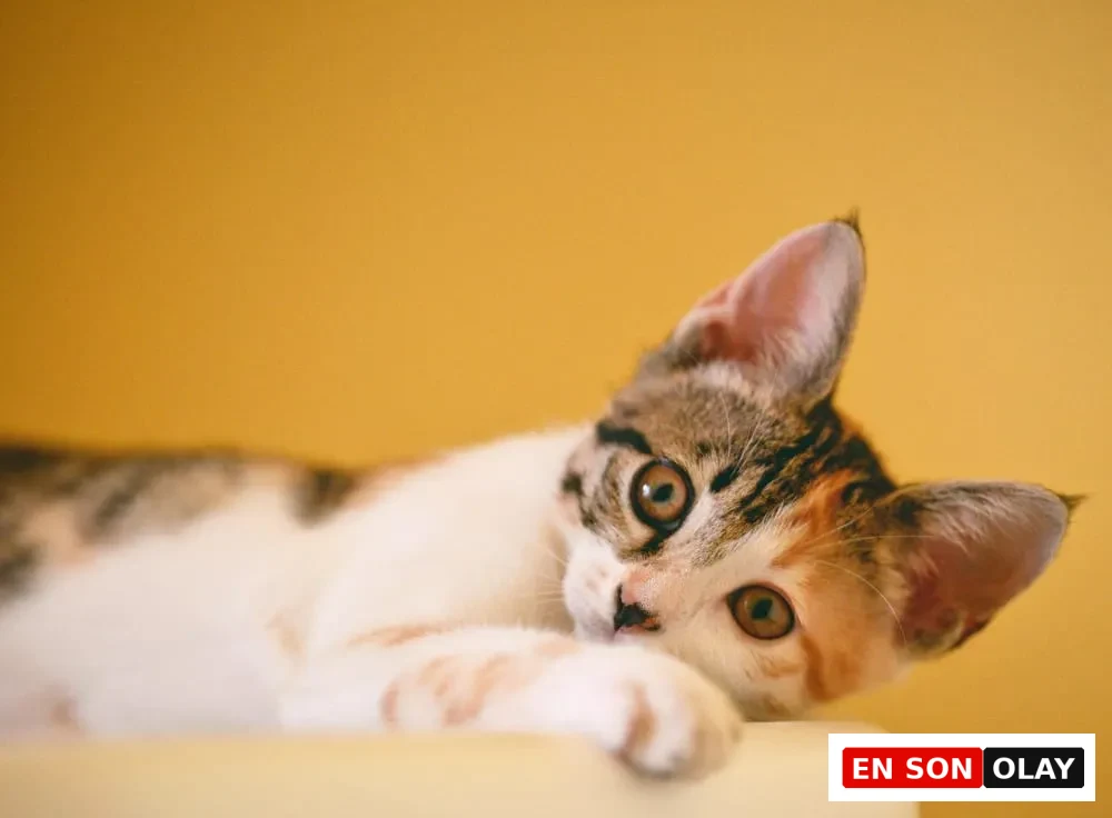 Sarı arka fonda uzanmış halde dinlenen calico (üç renkli) kedi, uykulu ama huzurlu bir pozda yatıyor.