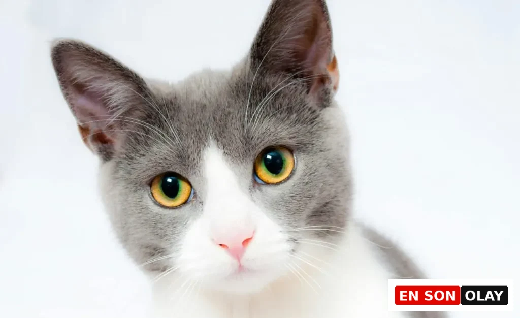 Sarı gözlü gri-beyaz kedi yakından portre, dikkatli ve meraklı bakışlarla objektife bakıyor.