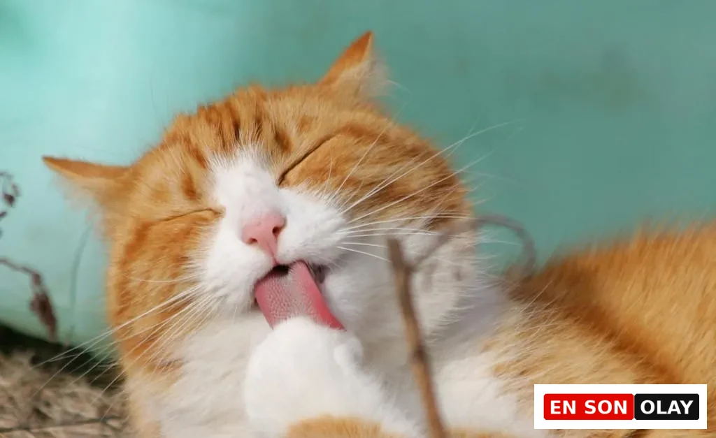 Turuncu beyaz tüyleriyle keyifle patisini yalayan kedi, kendi bakımını yaparken huzurlu görünüyor.