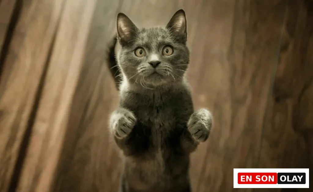 Ayakta duran ve patilerini kaldırmış gri kedi, şaşkın ama oyuncu bir ifadeyle çevresini inceliyor.