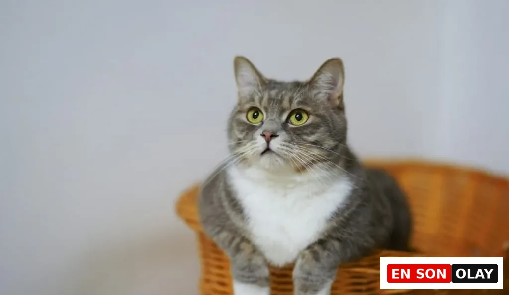 Sarı gözlü, gri beyaz bir kedi örgü sepetin içinde oturuyor, dikkatle etrafı izliyor.