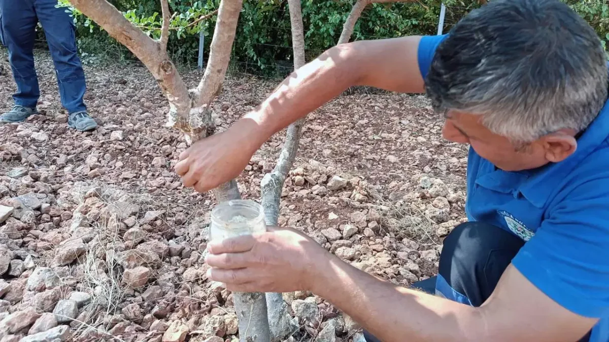 Kilosu 50 bin liraya kadar çıkıyor: Hasadı başladı, yalnızca iki yerde yetişiyor!