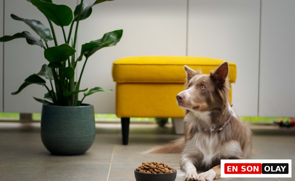 Açık renkli fayans zeminde, önünde kuru mama dolu bir kase ile uzanmış, kahverengi beyaz tüylü bir köpek, sağlıklı bir köpek bakımı için günlük beslenme rutinlerinin ne kadar önemli olduğunu anlatırcasına etrafa bakıyor.