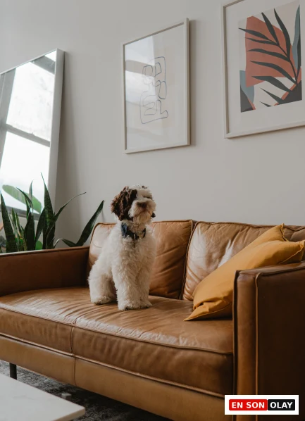 Modern bir oturma odasında, kahverengi deri bir kanepenin üzerinde oturan, kıvırcık beyaz ve kahverengi tüylere sahip, tasmalı sevimli bir köpek, evcil dostlarımızın sağlıklı ve mutlu bir yaşam sürmeleri için önemli olan Köpek Bakımı ve rutinleri konusundaki makalenin içeriğini destekliyor.