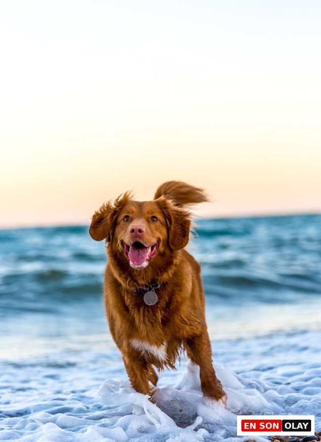 Mutlu ve enerjik görünen, kızıl tüylü bir köpek, denizin köpüklü dalgaları arasında çakıllı bir plajda koşarken, köpek bakımında sağlıklı ve mutlu bir yaşam için günlük gezme ve oyun rutinlerinin ne kadar önemli olduğunu doğal bir şekilde gösteriyor.