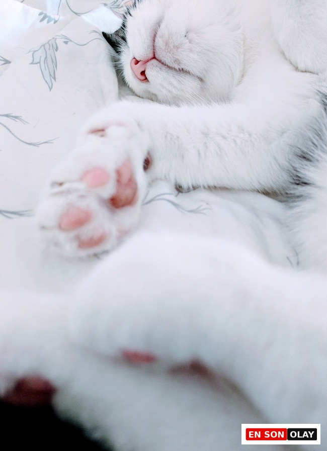 Barışçıl beyaz bir kedi, açık renkli desenli bir battaniyenin üzerinde derin bir uykuda, pembe burnu ve belirgin pembe pati yastıkları görünüyor, bu görüntü evcil hayvanların huzurlu bir ortamda düzenli bakım rutinleriyle ne kadar mutlu ve rahat olduğunu yansıtıyor.