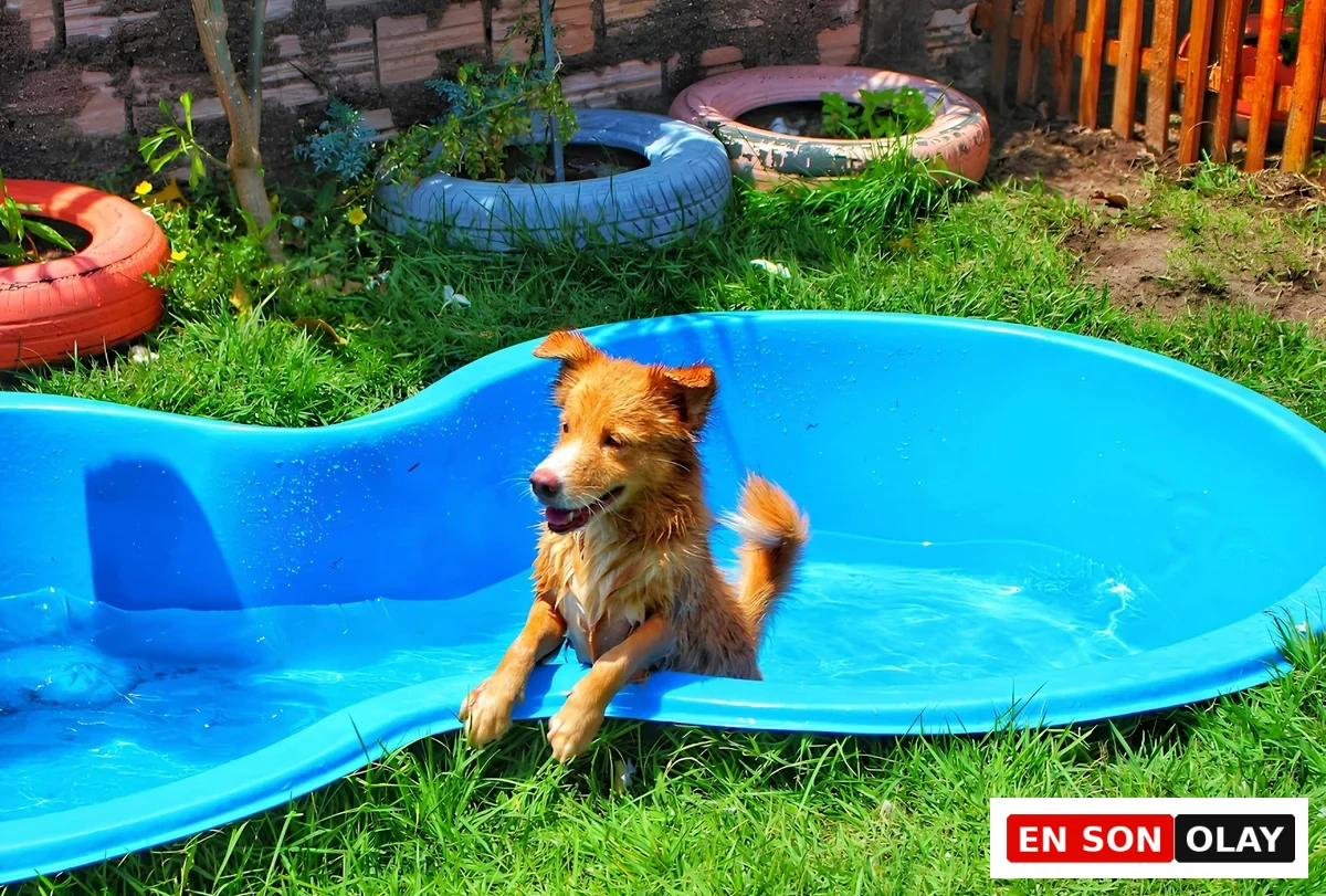 Yemyeşil bir bahçede, parlak mavi bir köpek havuzunun içinde keyifle duran, ıslak ve kızıl kahverengi tüylü bir köpek, ön patilerini havuzun kenarına dayamış, yüzme deneyiminin tadını çıkarırken köpeklerin suyla olan olumlu ilişkisini ve yüzme yeteneklerini gösteriyor.
