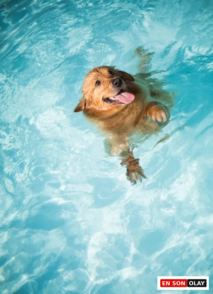 Sıcak bir yaz gününde mavi havuzun berrak sularında neşeyle yüzen, ıslak tüyleri ve dışarı çıkmış diliyle mutlu görünen bir Golden Retriever; 'köpekler yüzebilir mi' sorusuna cevaben köpeğinizle su kenarı ve havuz güvenliği kurallarına dikkat ederek geçirilen keyifli anları temsil ediyor.