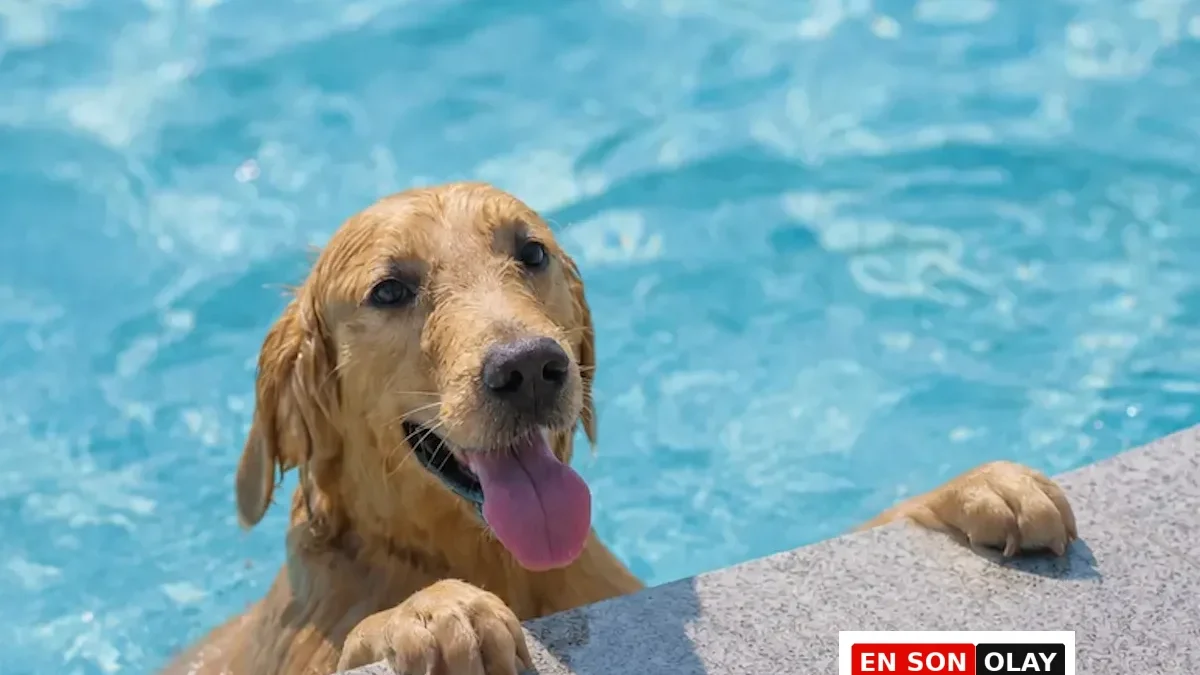 Köpeğinizle Su Kenarında Güvenli ve Mutlu Anılar İçin Deniz ve Havuz Güvenliği Kuralları