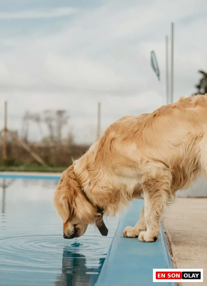 Altın renkli tüylere sahip bir Golden Retriever köpeği, havuz kenarında eğilerek masmavi sudan içerken, içme anının yarattığı halkalar su yüzeyinde net bir şekilde görülüyor ve bu durum köpeklerin havuzlarla olan doğal etkileşimini akıllara getiriyor.