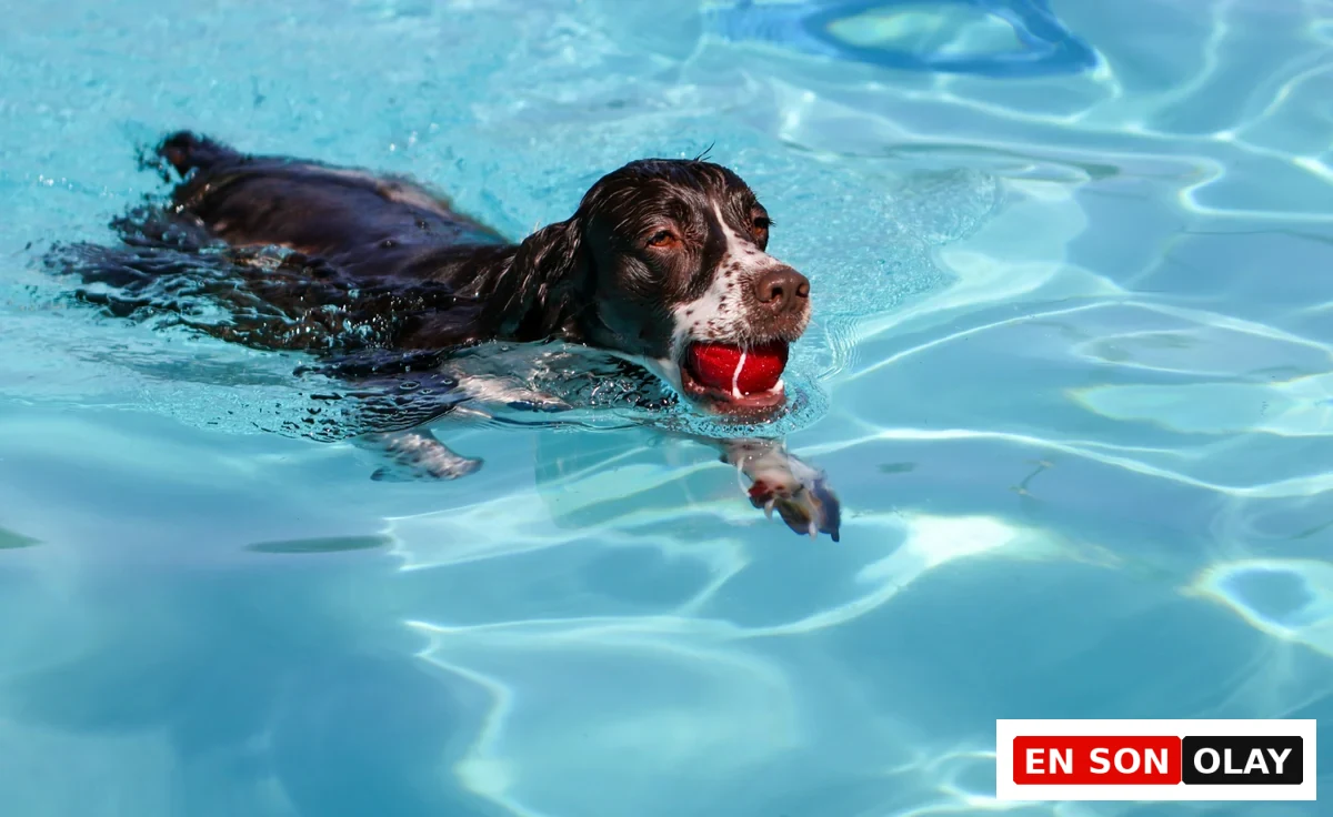 Mavi ışıklı bir havuzda enerjik bir şekilde yüzen, ağzında parlak kırmızı bir topla oynayan, siyah ve beyaz tüylere sahip, canlı bir köpek, köpekler yüzebilir mi sorusunun cevabını somutlaştırarak suyun ve oyunun keyfini doyasıya çıkarıyor.