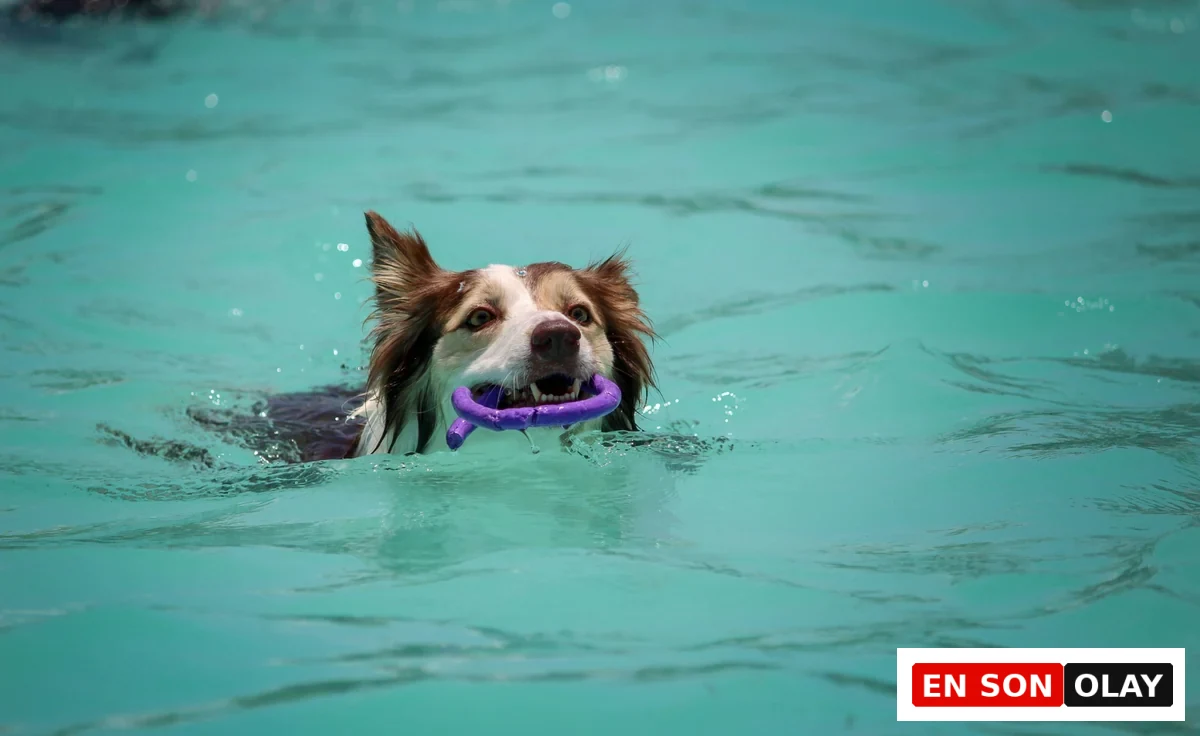Enerjik kahverengi ve beyaz tüylere sahip bir köpek, turkuaz renkteki berrak havuz suyunda ağzında mor bir oyuncakla keyifle yüzerken, köpeklerin suya olan doğal yatkınlığını ve yüzme becerilerini harika bir şekilde sergiliyor.
