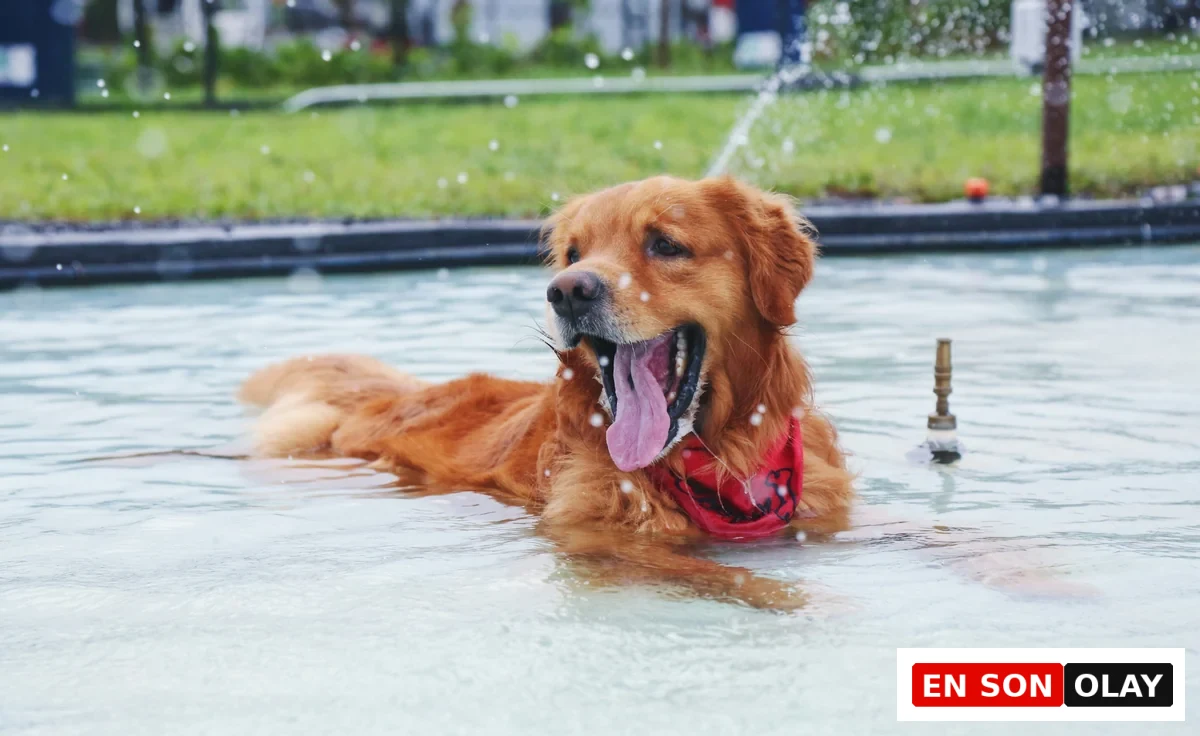 Neşeli bir Golden Retriever köpeği, boynunda kırmızı bandanasıyla havuzda uzanmış, ağzı açık ve dili dışarıda keyifle serinlerken, etrafındaki su damlacıkları anın ferahlığını gözler önüne seriyor.