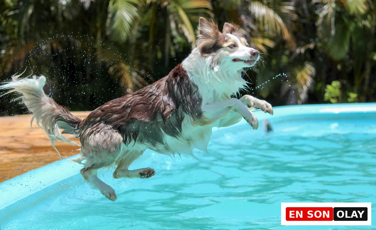 Islak kahverengi ve beyaz tüylere sahip, etrafa su sıçratarak berrak mavi bir yüzme havuzuna enerjik bir şekilde atlayan orta boy bir köpek, 'köpekler yüzebilir mi' sorusuna cevap olarak köpeklerin yüzme yeteneğini ve suyla ne kadar eğlenebildiğini gözler önüne seriyor.