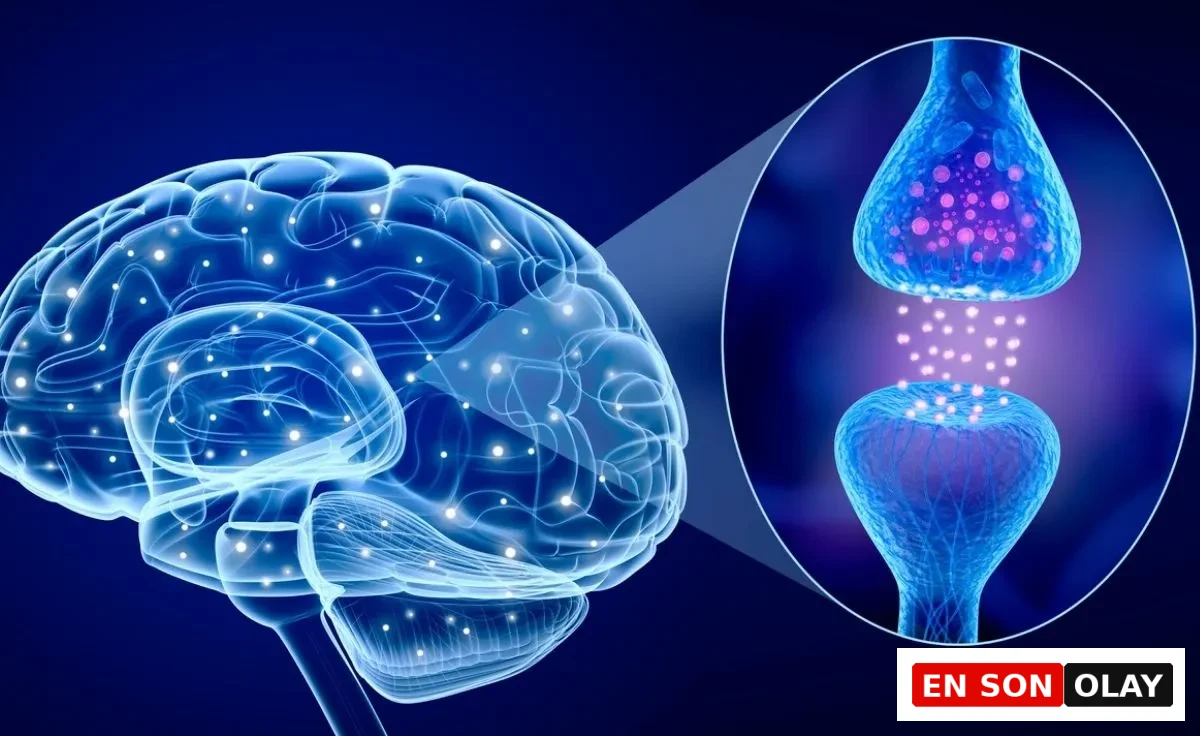 Beyindeki sinir hücreleri ve sinaptik iletimi gösteren, nörobilim temalı soyut illüstrasyon