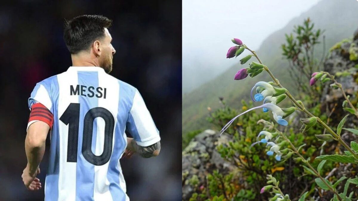 Lionel Messi’nin adı yeni keşfedilen bitki türüne verildi!