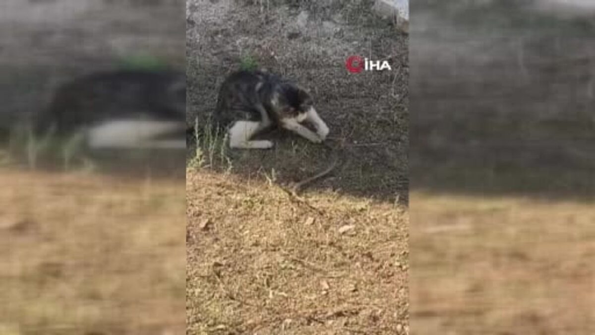 Mahan Köyü'nde kedi yılanla oyuna tutuştu