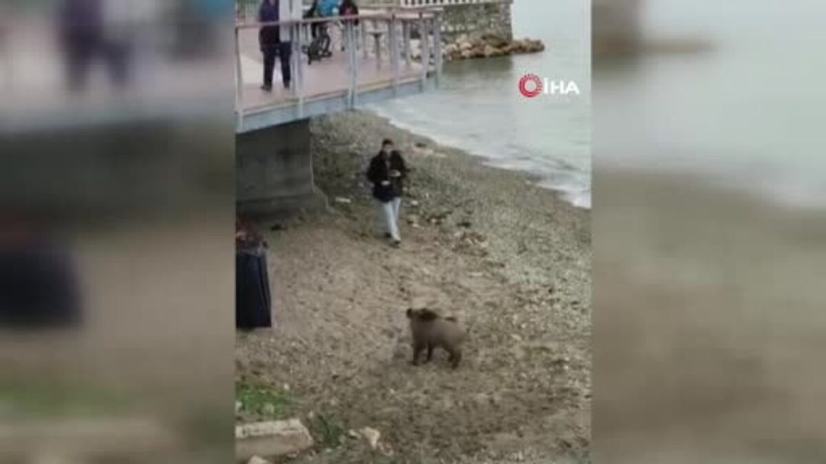 Mudanya sahilinde beklenmedik ziyaret: aç yaban domuzu vatandaşları şaşırttı