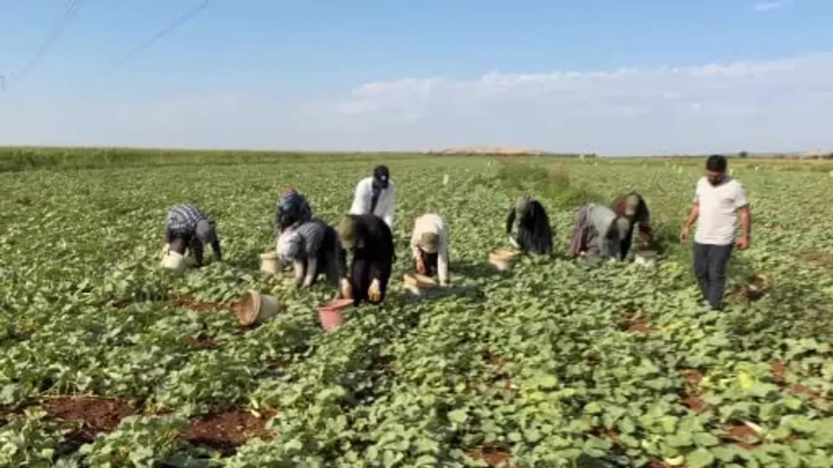 Oğuzeli'nde kış hazırlığı: turşuluk acurun tarladan fabrikaya yolculuğu